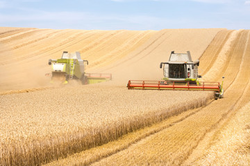 Harvest of wheat