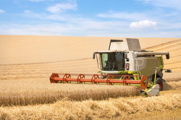 Obraz premium Harvest of wheat