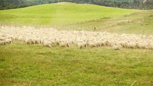 Flock of sheep in dusty farm yards ready for shearing