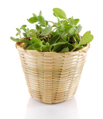 Naklejka premium marjoram isolated on white background