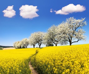 Rapeseed field with parhway and cherry trees