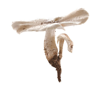  termite mushroom isolated on white background.