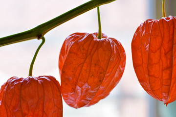 Winter Cherry 