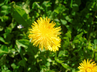 yellow flower of dandelion in the spring on a bright day