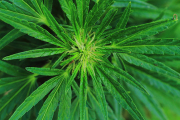 detail of marijuana plant