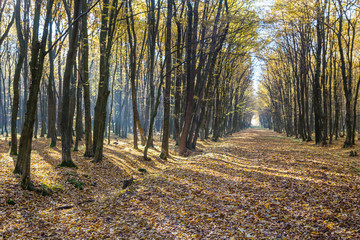 Bright sunrise light in yellow autumn forest