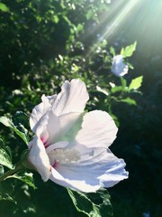 朝陽とムクゲ