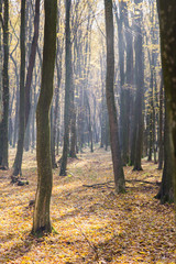 Bright sunrise light in yellow autumn forest