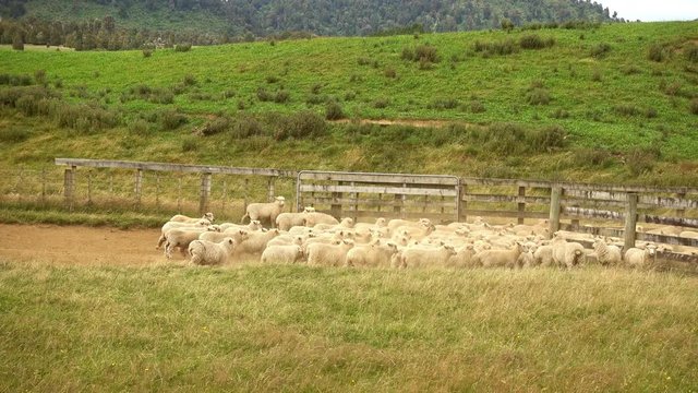 Flock of sheep in dusty farm yards ready for shearing