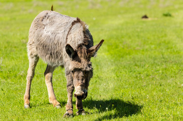 A donkey grazes pasture in a field with grass