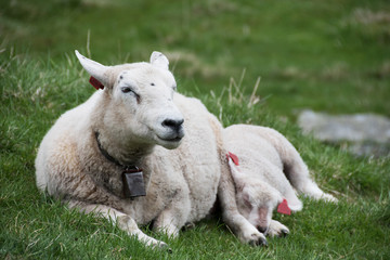 Obraz premium Schafe