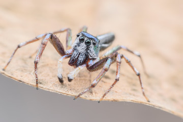 Super macro Cosmophasis umbratica or Jumping spider on dried leaf
