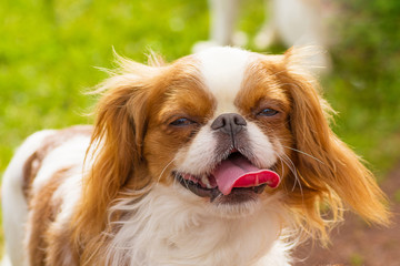 Cavalier king charles spaniel