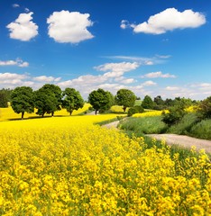 Field of rapeseed, canola or colza with rural road