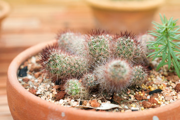 Cactus in the pot looks cute.