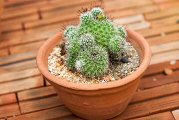 Cactus in the pot looks cute.