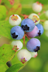 blueberries plant with fruits