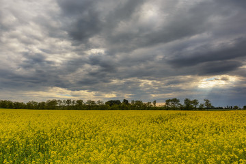 Obraz premium Canola Field