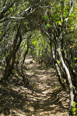 track through forest