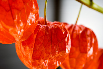 Winter Cherry 