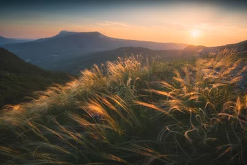 Gordijnen Feather grass on a wind in a mountain valley © Bashkatov
