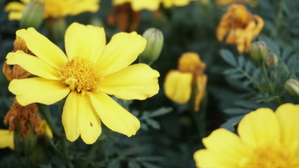 jaunes fleur du parc hotel ensoleillé 
