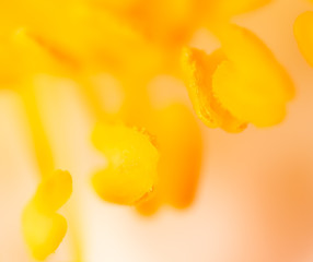 Yellow pollen on a flower in nature