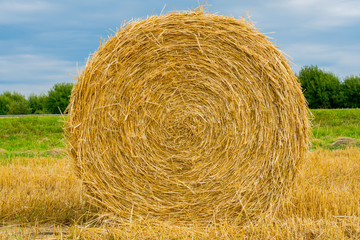 Hay packed in rolls