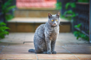 Beautiful gray cat with yellow eyes sitting on the street