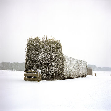 bushes in front of a house in a snow field