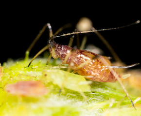 Aphids on a green leaf in nature