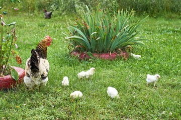 A hen with little chickens feeding in the green grass of a russian village