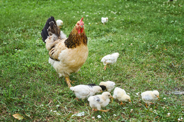 A hen with little chickens feeding in the green grass of a russian village