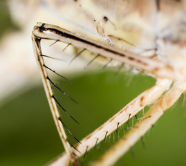 Hair on the clutches of a dragonfly