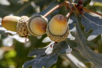 Several mature acorns on a branch in foliage