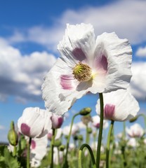 Detail of flowering opium poppy, poppy field - obrazy, fototapety, plakaty