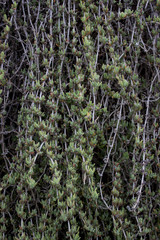 green texture