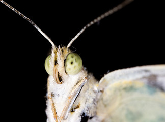 Portrait of a butterfly on nature.