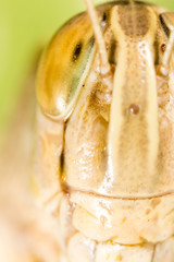 A portrait of a grasshopper in nature.