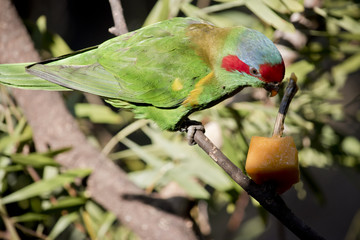 musk lorikeet