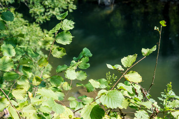 Simple natural foliage with a river flowing in the background