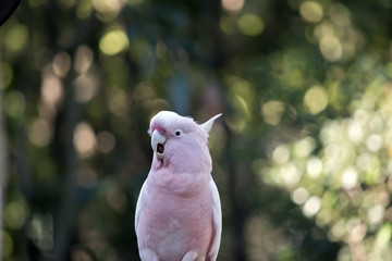 major mitchell cockatoo