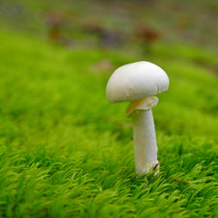amanita citrina mushroom