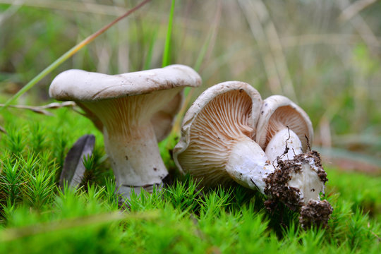 clitopilus prunulus mushroom