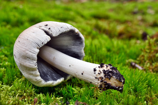 coprinopsis atramentaria mushroom