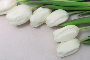 Fototapeta na wymiar White tulips on a light background. Free space for text, copy space. Fresh cut spring flowers.