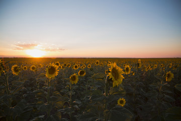 Sunset Behind a Sunflower Field