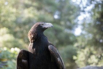 wedge tail eagle