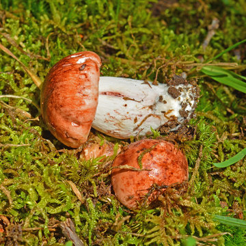 hygrophorus russula mushroom