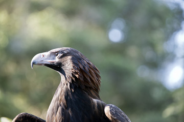 wedge tail eagle